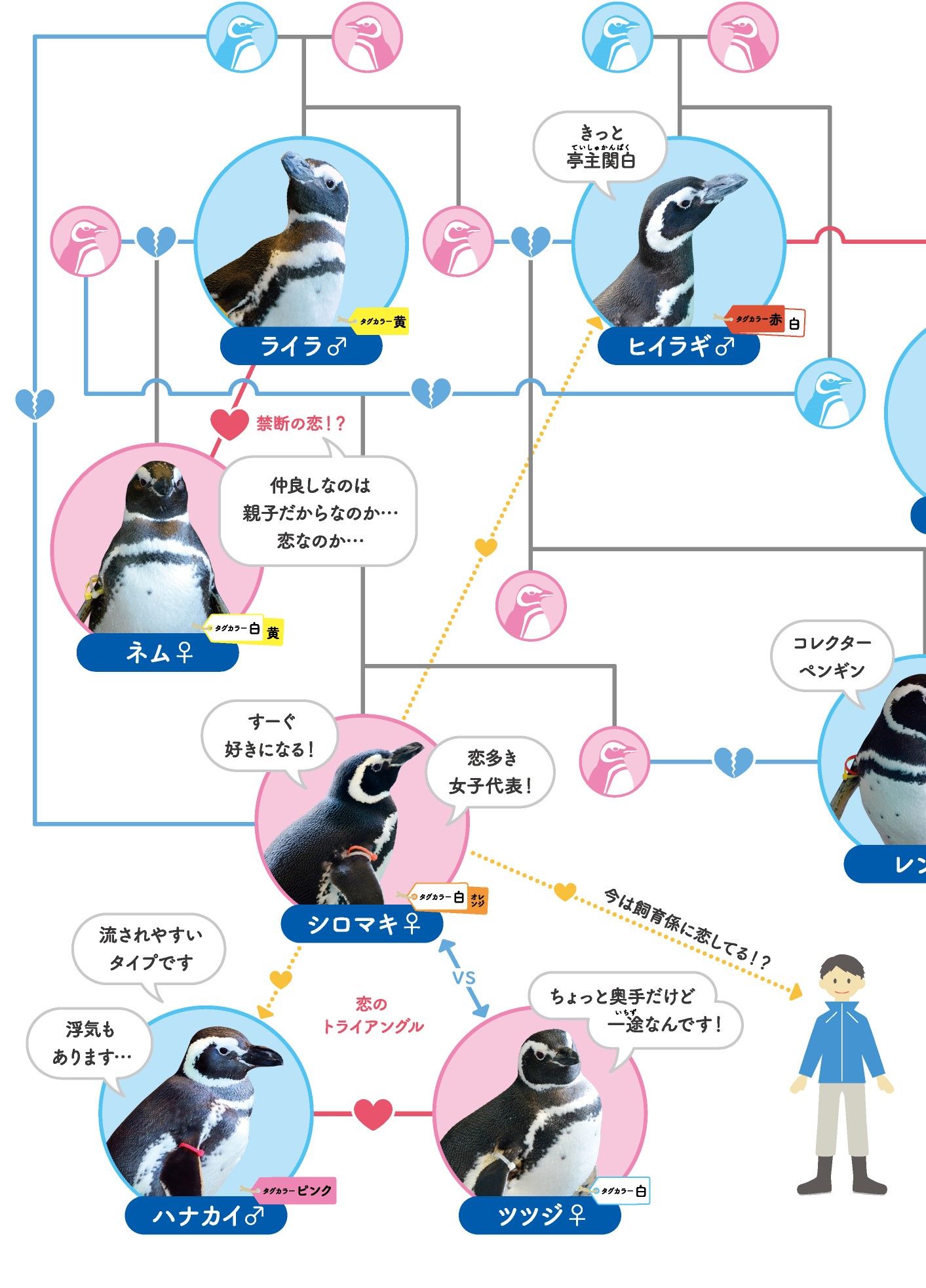 3ページ目 水族館職員が暴露する ペンギンの惚れっぽすぎる日常