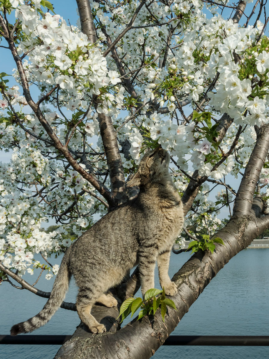 桜の木に登る野良にゃんこの目的は 桜 の香りを満喫中なのニャ 佐々木まことの犬猫脱力写真館