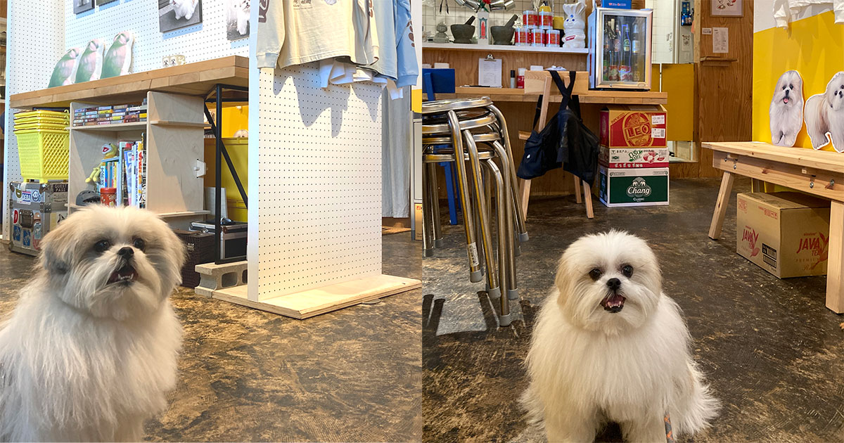関由香×モコゾウ写真展 in名古屋」開催！ おもしろいぬ モコゾウ劇場