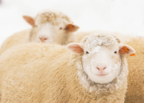 カメラ目線で微笑む羊のまなざしは 見る者すべてをメロメロにする