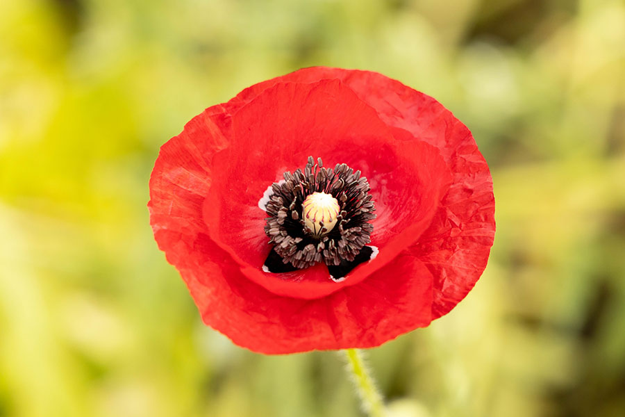4ページ目 3月は花屋さんの品揃えがピークに 狙うは成長の過程が楽しめる つぼみ 新しい私を 花と Playful Flower Life