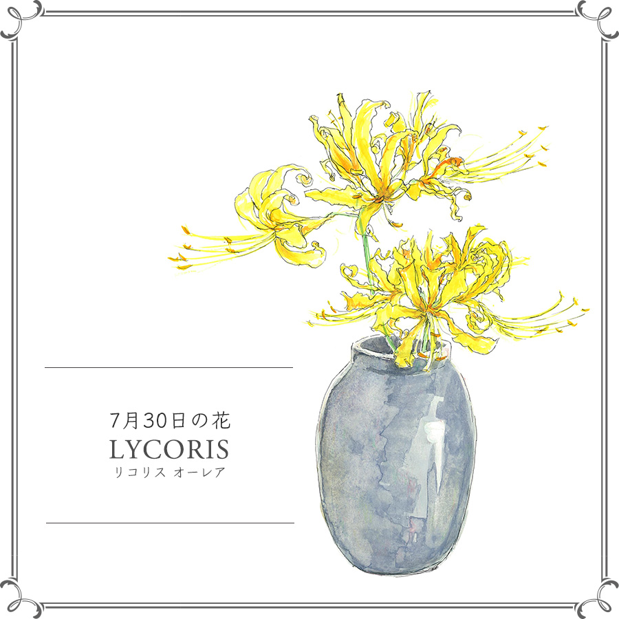 7月30日の花 リコリス 飴細工のような黄色の花びらが美しい 今日 花を飾るなら ブルームカレンダー