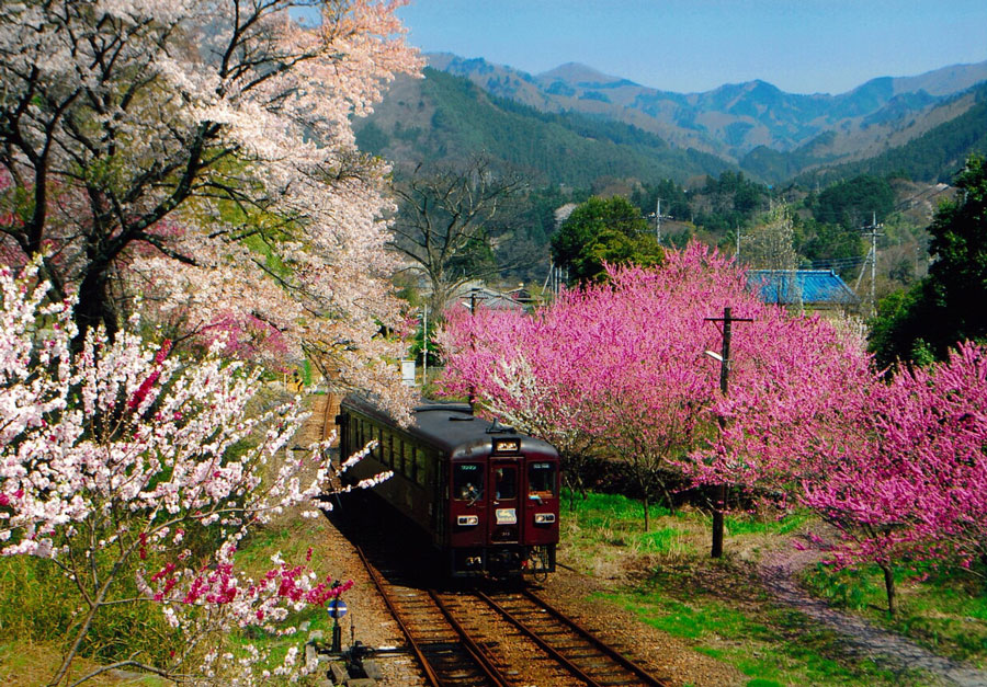 群馬県 春の絶景 風物詩5選 クラシカルな車両と鮮やか花桃の競演 いつか行きたい 日本にしかない風景 再発見