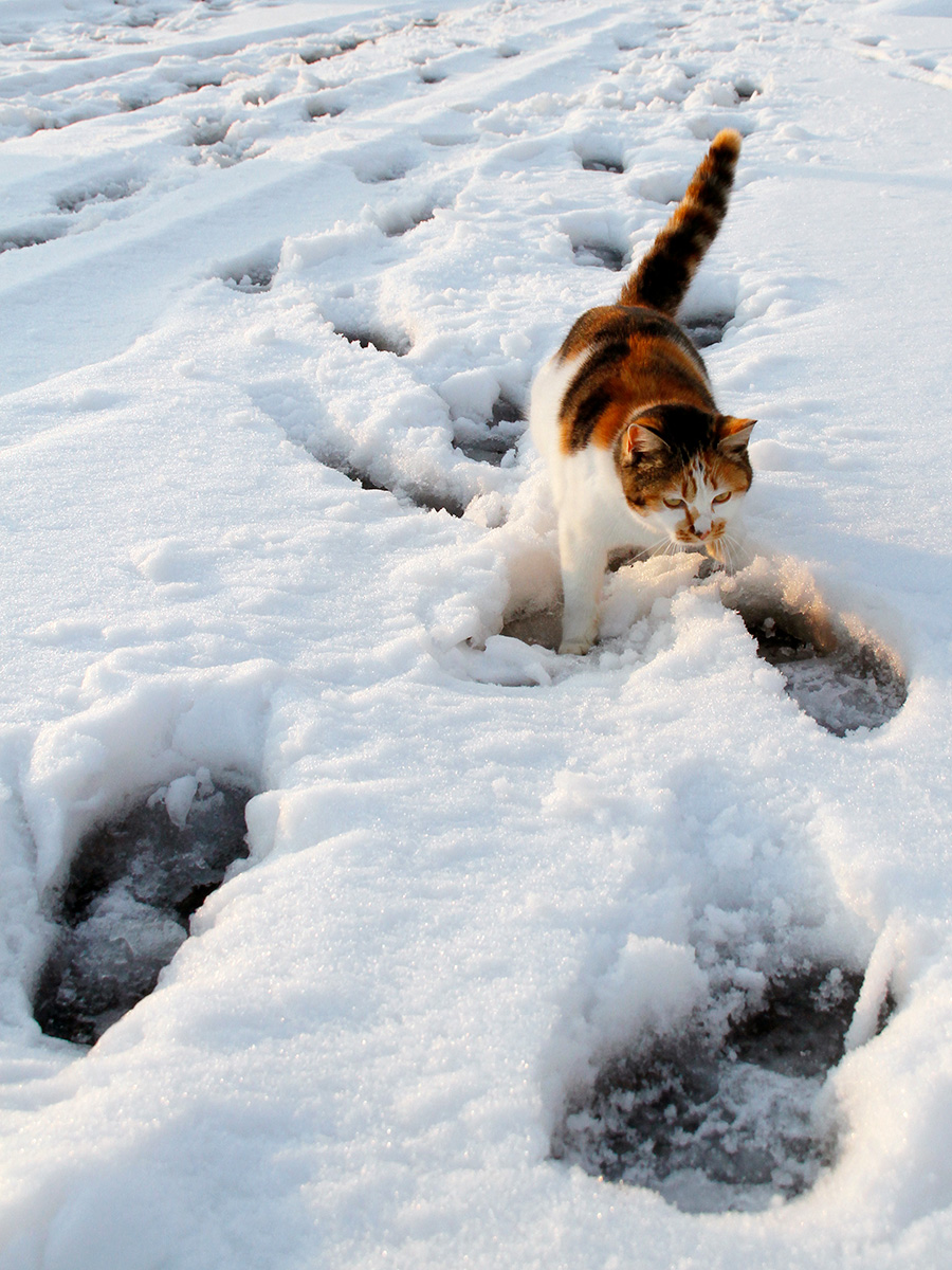 雪道でにゃんこがツイスターゲーム 雪で足が冷えるから注意してるのニャ 佐々木まことの犬猫脱力写真館