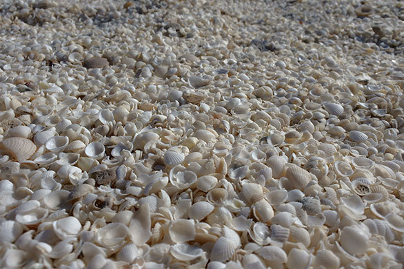 真っ白な貝殻がビーチを埋め尽くす 西オーストラリアの奇跡の海岸へ 古関千恵子の世界極楽ビーチ百景