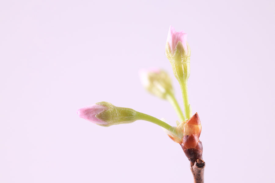 2ページ目 3月は花屋さんの品揃えがピークに 狙うは成長の過程が楽しめる つぼみ 新しい私を 花と Playful Flower Life