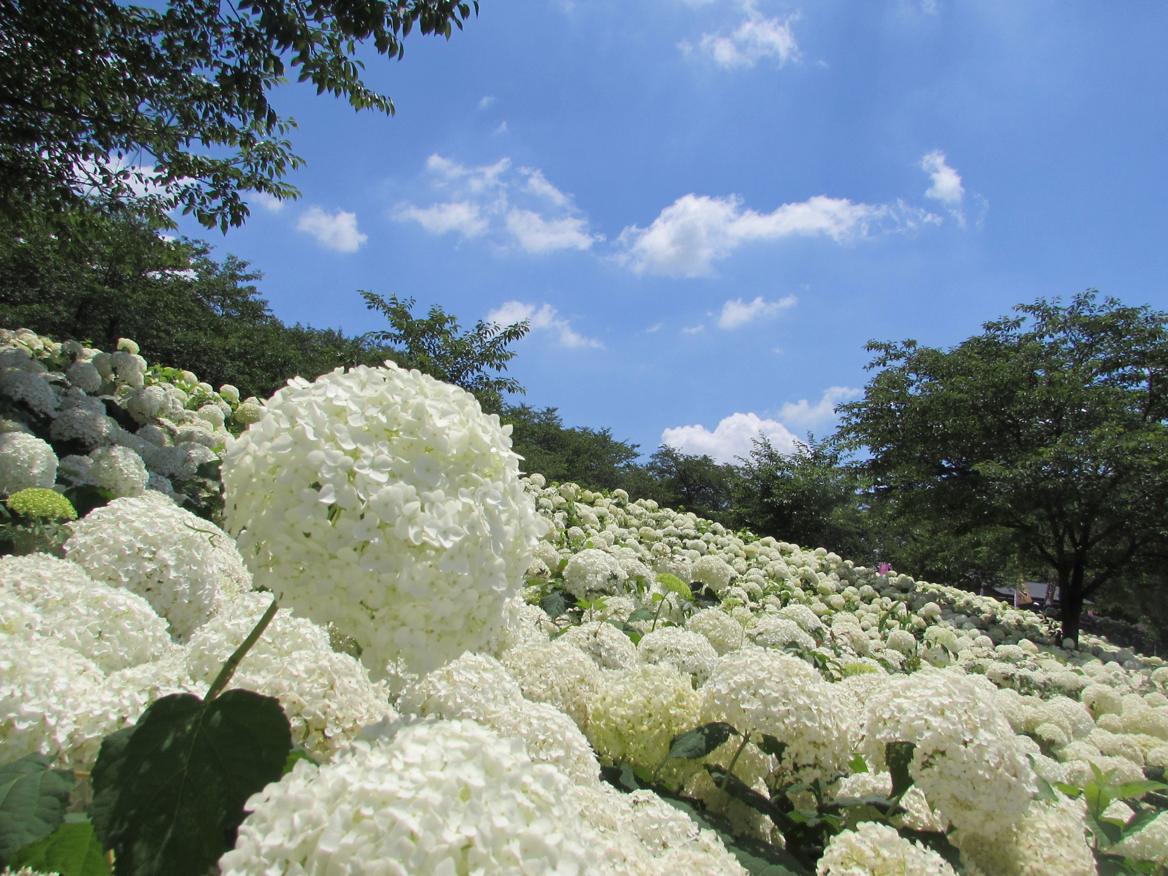【埼玉県】夏の絶景・風物詩5選 公園を鮮やかに彩る一面のあじさい畑