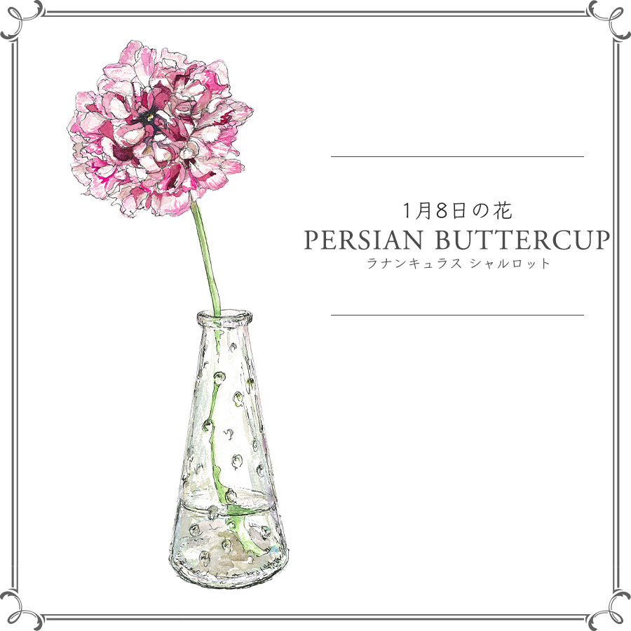 1月8日の花 シャルロット アネモネのようなラナンキュラス 今日 花を飾るなら ブルームカレンダー 1月8日の花 シャルロット アネモネのようなラナンキュラス 今日 花を飾るなら ブルームカレンダー