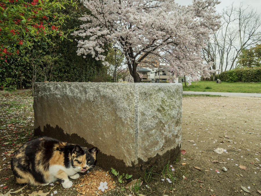 野良にゃんこも お花見 を満喫中 桜を見ながら食べると美味しいニャ 佐々木まことの犬猫脱力写真館