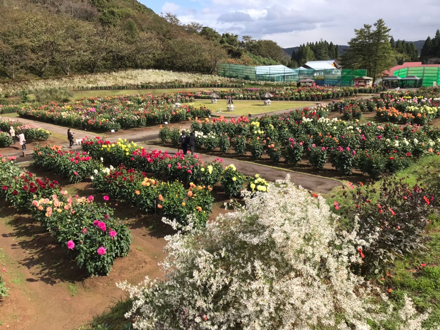 秋田国際ダリア園 日本のみならず世界でも高く評価 美しきダリアの花畑に行ってきた 写真 6枚目