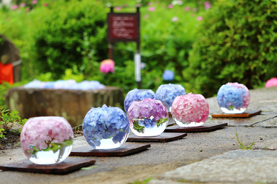 奈良県 夏の絶景 風物詩4選 古刹を彩る鮮やかなアジサイの花手水 いつか行きたい 日本にしかない風景 再発見