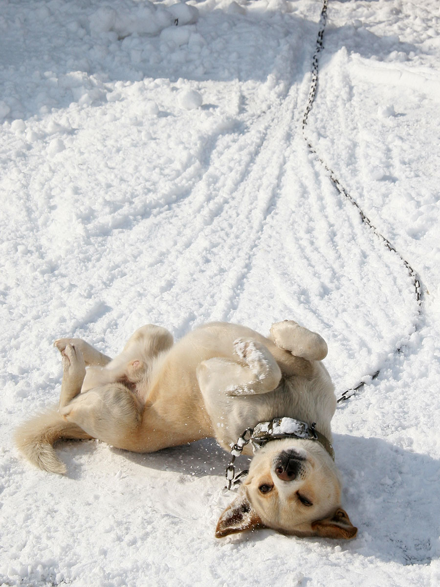 雪 嬉しい 大好き 真っ白な雪に寝転ぶ雪国わんこ 佐々木まことの犬猫脱力写真館 Crea Web 街をメインフィールドとする動物 写真家の ｄメニューニュース Nttドコモ