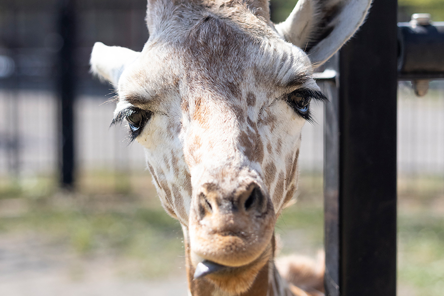 猛暑の旭川市 旭山動物園 可愛い動物親子 夏休み姿をレポート 可愛さと癒やしが盛りだくさん突撃 モフモフ動物園 写真 11枚目