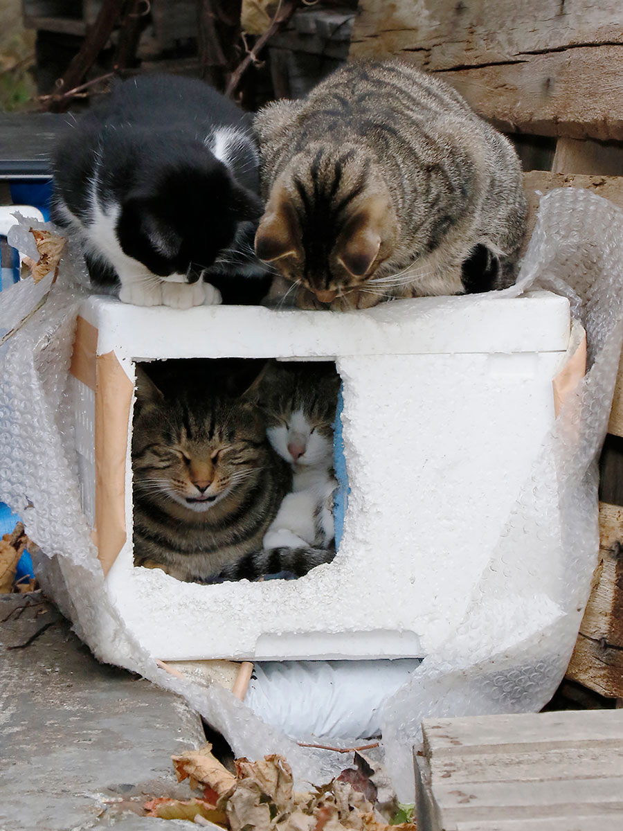 佐々木まことの犬猫脱力写真館 あったか ねこハウス でぬくぬく 佐々木まことの犬猫脱力写真館