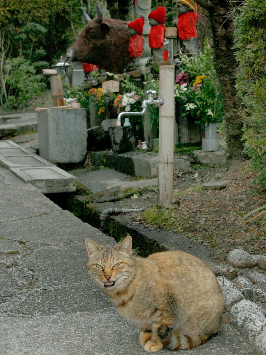 干支の 牛 の飾り物に猫がびっくり これ リアル過ぎて怖いのニャ 佐々木まことの犬猫脱力写真館