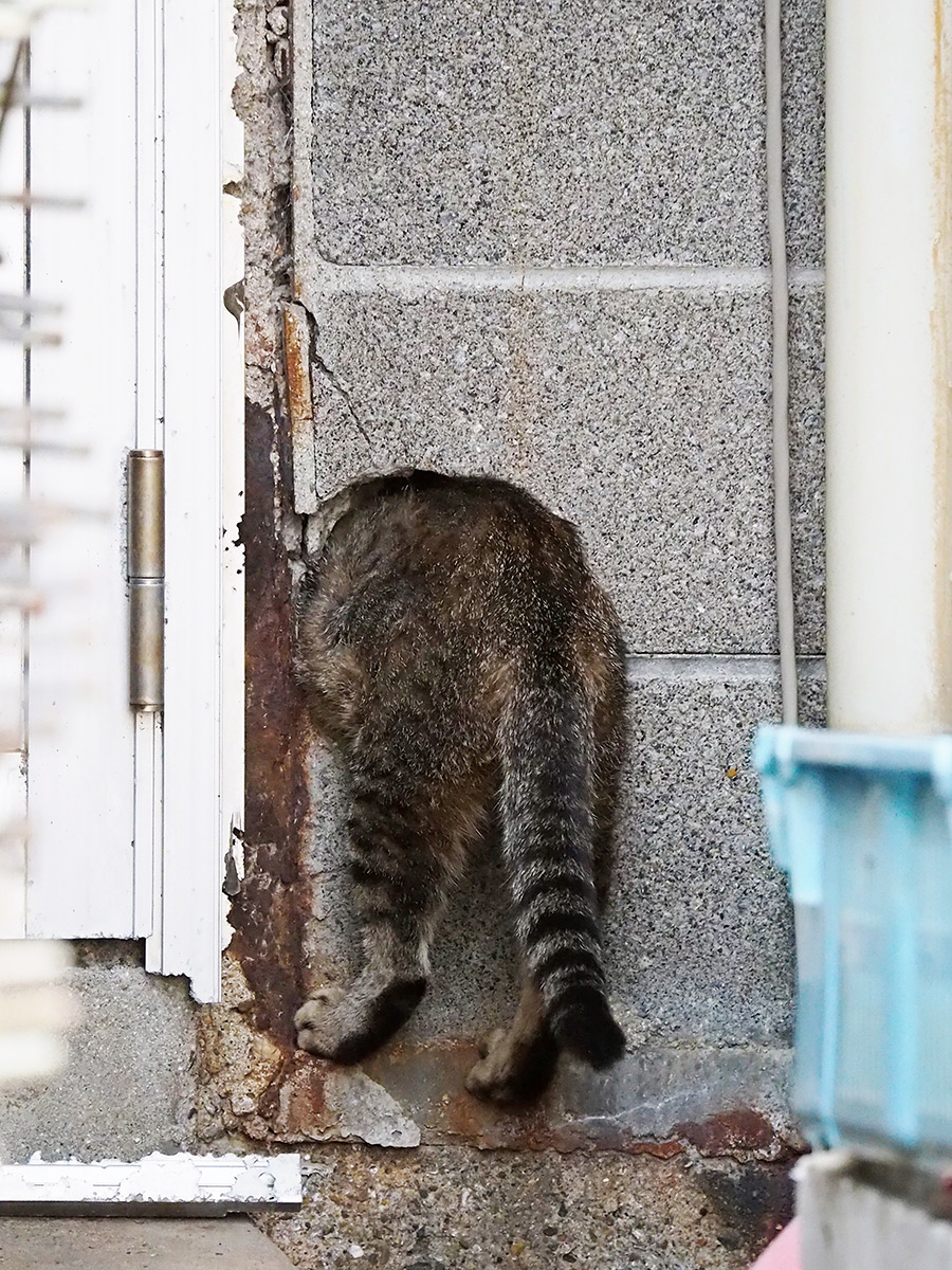 クスっと笑える猫画像60枚超】 動物写真家による面白にゃんこ画像 