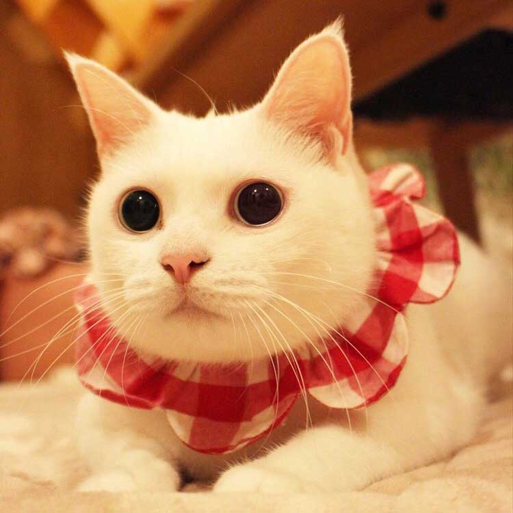 ネコ好きによる ネコ好きのための 可愛すぎる ネコの日 限定グッズ 写真 3枚目