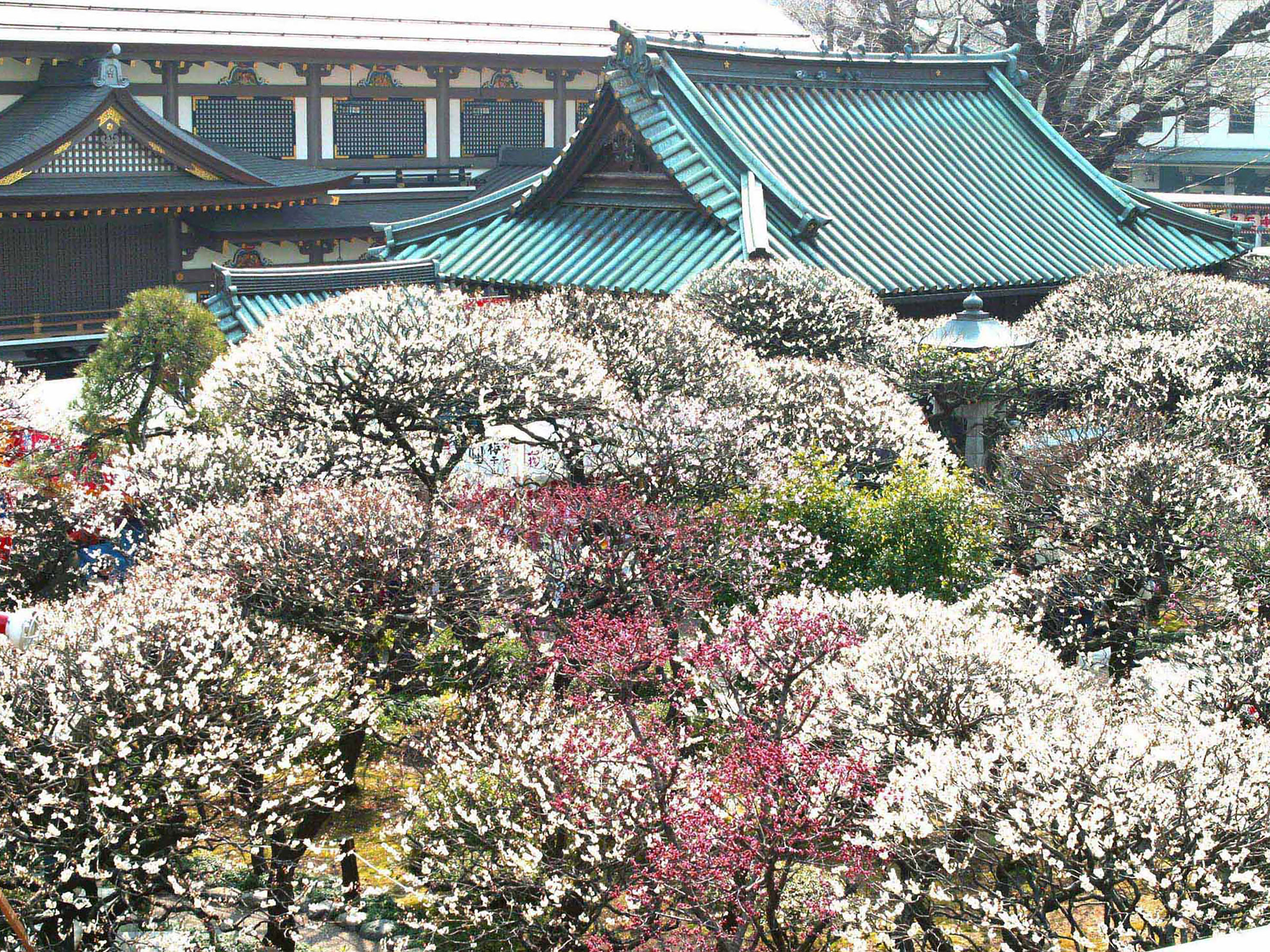 東京都内には梅の名所がたくさん！ 癒されながら参拝できる寺社4選