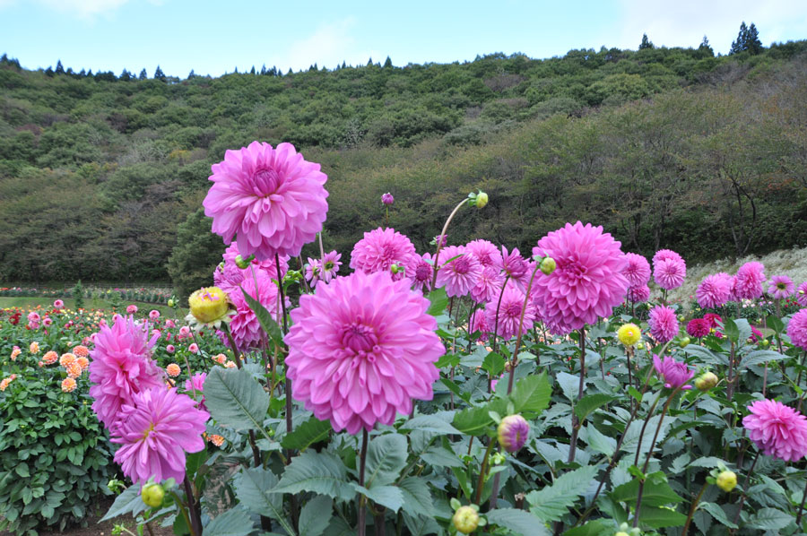 秋田国際ダリア園 日本のみならず世界でも高く評価 美しきダリアの花畑に行ってきた 写真 22枚目