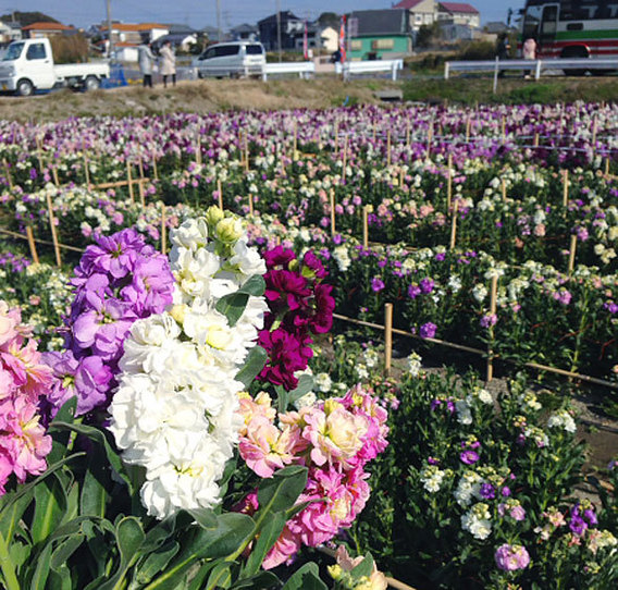 春を追いかけて南房総へ花を摘み花を食べる花づくしの旅 トラベルライターの旅のデジカメ虫干しノート