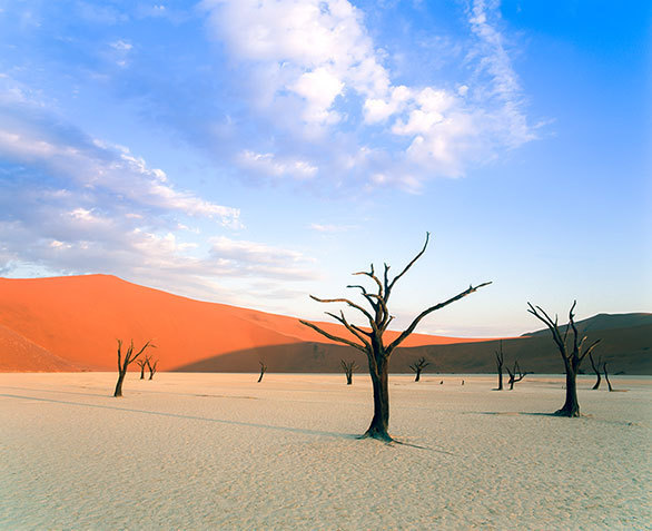 約900年前に枯れた木が姿をとどめる 砂漠の中のシュールな風景 今日の絶景