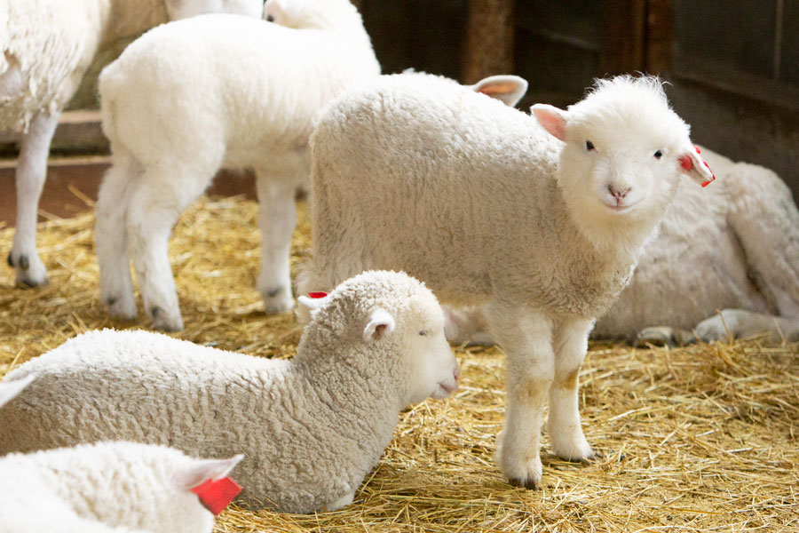 秋の夜長は羊を数えて癒される 写真で会いに行くまきばの羊 写真 13枚目