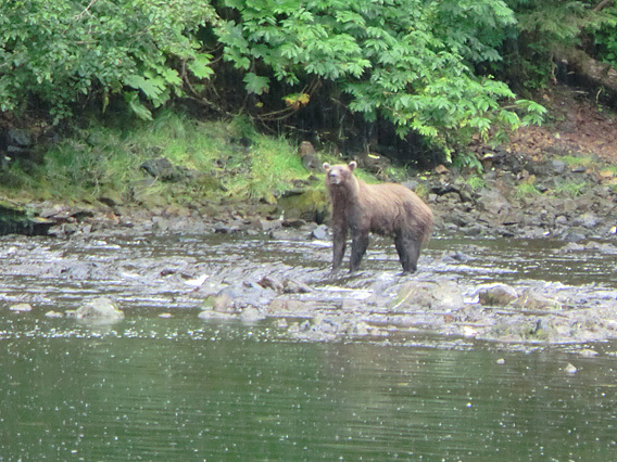 ラッコの瞳に恋をした 野生動物に出会うアラスカの旅 トラベルライターの旅のデジカメ虫干しノート