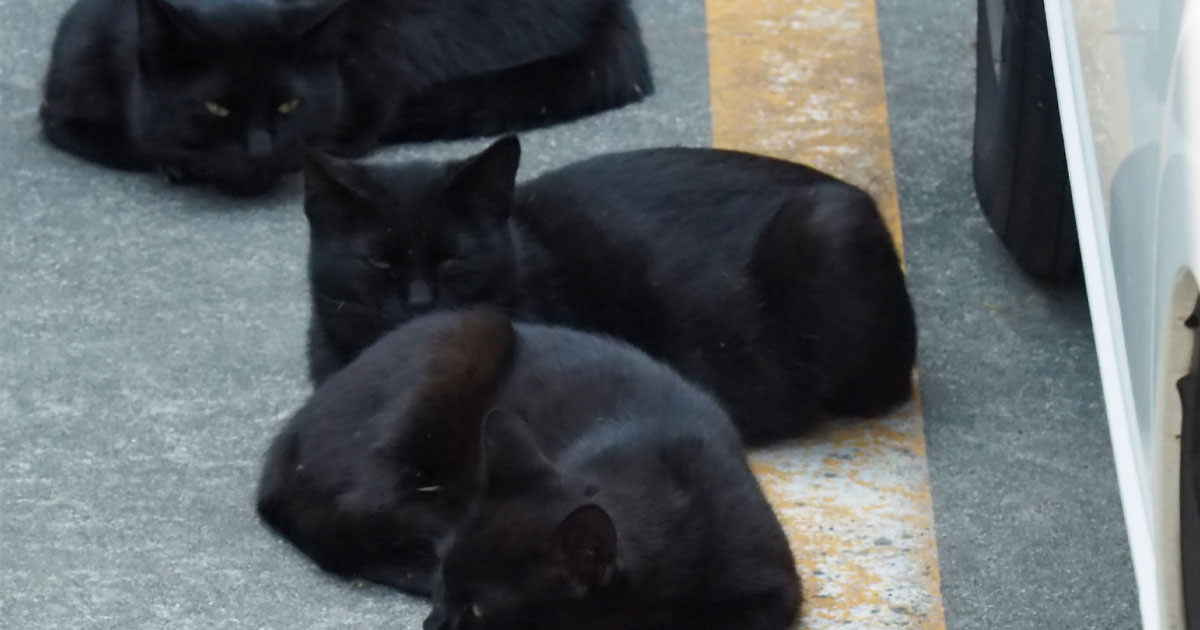 もうすぐハロウィン♪ 黒にゃんこの「ド短期高収入バイト」とは
