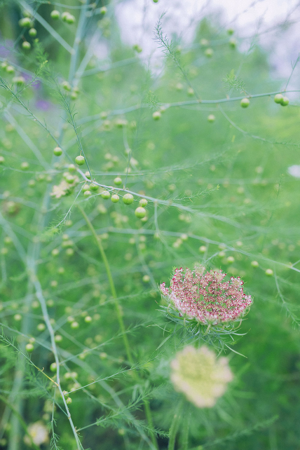 北海道 来訪者を癒すガーデン 風が心地よい 心づくしの庭園 大地の鼓動に抱かれる 北海道ガーデン紀行へ 写真 8枚目