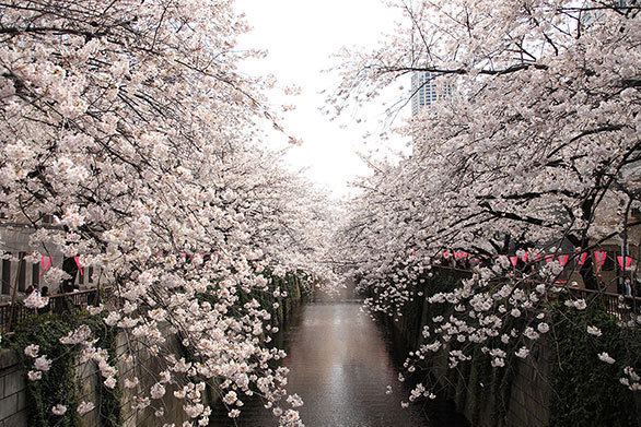 お洒落な街 中目黒がさらに華やぐ 目黒川 両岸に咲く圧巻の桜 都心の桜 散策とグルメを楽しむお花見ガイド