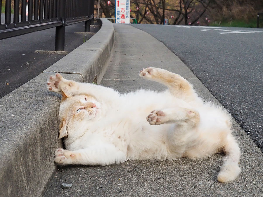 佐々木まことの犬猫脱力写真館 野良にゃんこがすってんコロリン 佐々木まことの犬猫脱力写真館