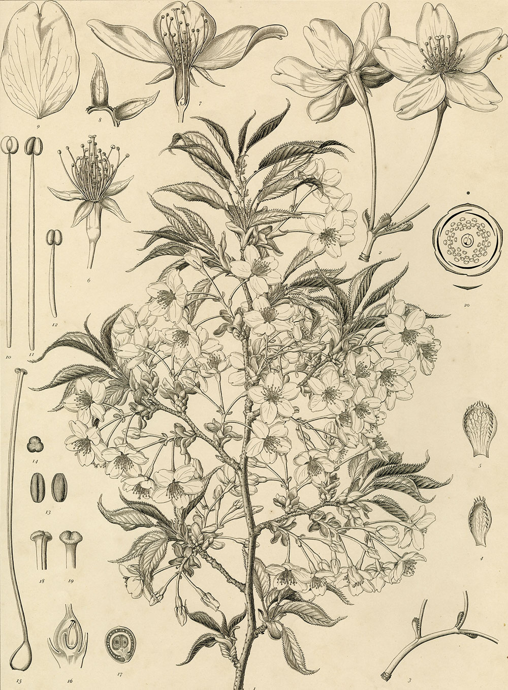 植物分類学の父 牧野富太郎の 我が植物園 へようこそ 写真 19枚目