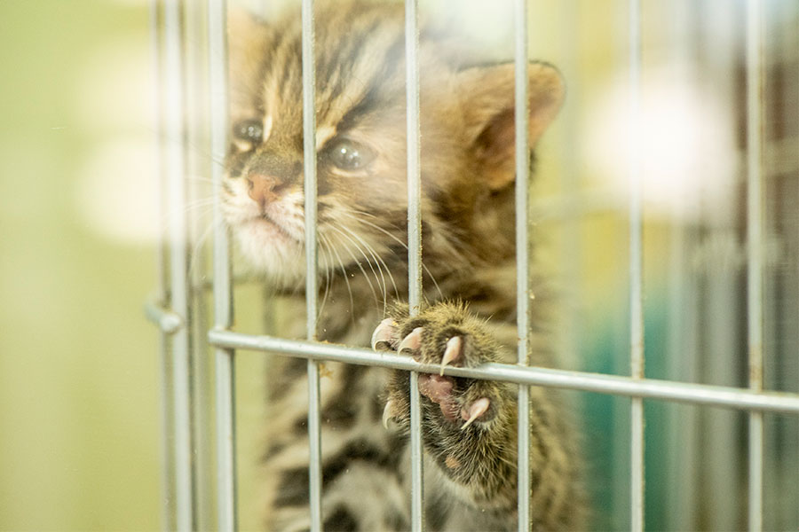 2ページ目 人工授精で誕生 ツシマヤマネコの ワイルド可愛い赤ちゃんに会ってきた 可愛さと癒やしが盛りだくさん突撃 モフモフ動物園