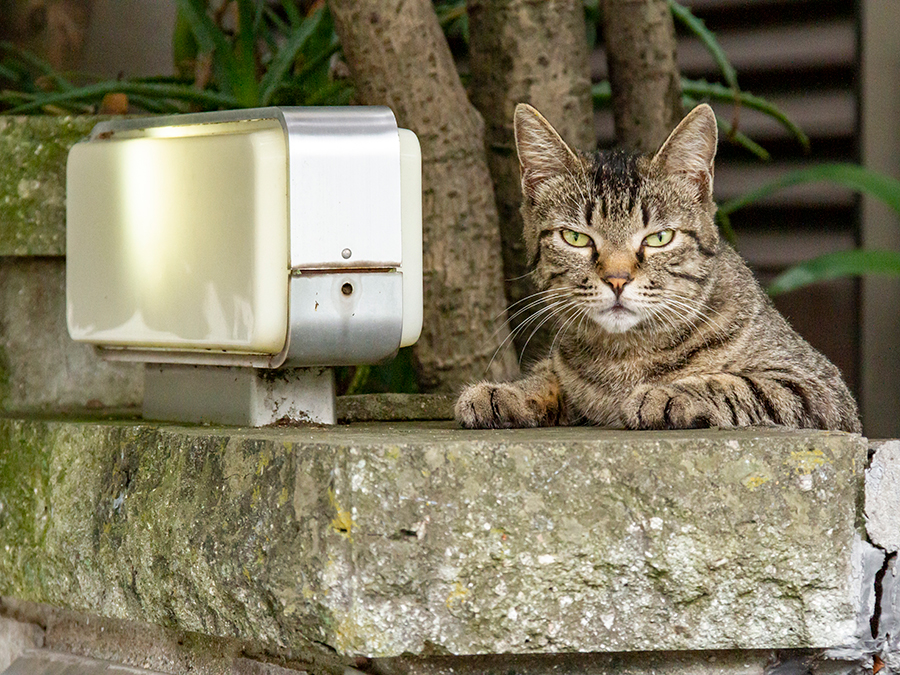 家の門柱で ニャンシェルジュ 中の キジトラ猫 ご用件は僕にどうぞ 佐々木まことの犬猫脱力写真館