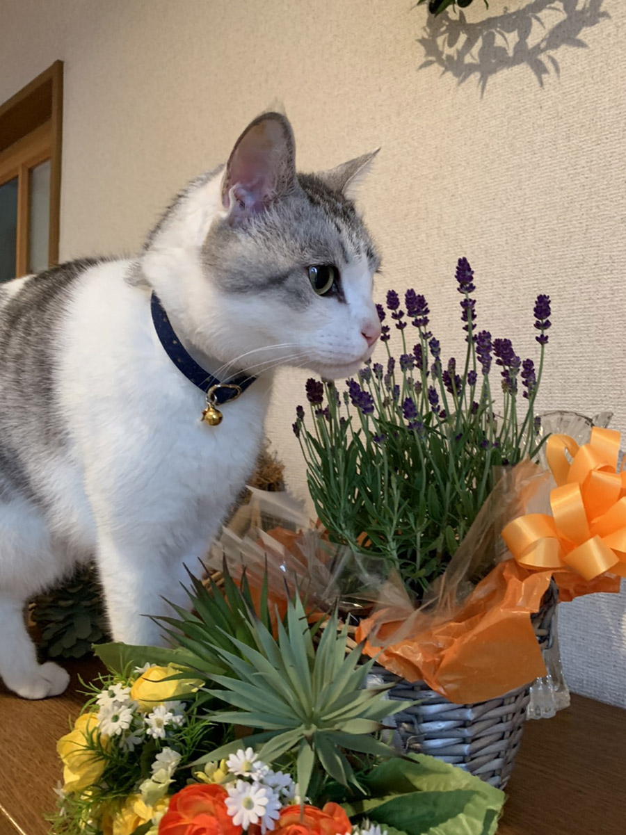 なぜこんなところでこんなポーズ？ キュート過ぎる猫写真グランプリ 