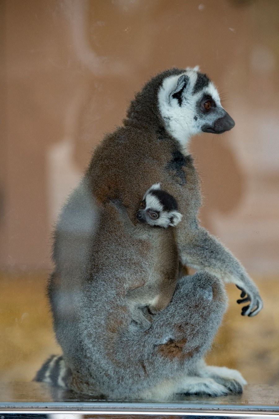 3ページ目 甘えんぼのベビーパンダにキュン 続々誕生 動物園の赤ちゃんたち