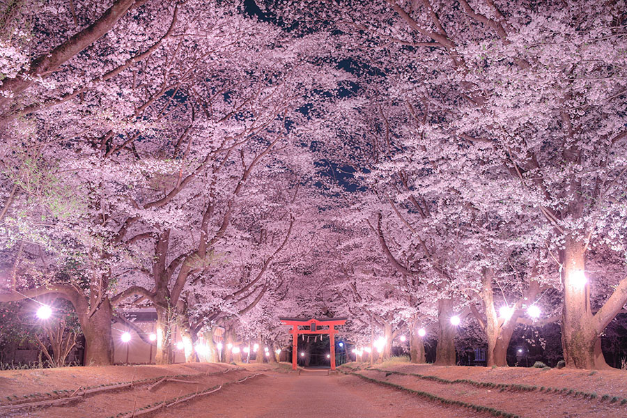 茨城県 春の絶景 風物詩5選 ライトアップされた幻想的な桜の参道 いつか行きたい 日本にしかない風景 再発見