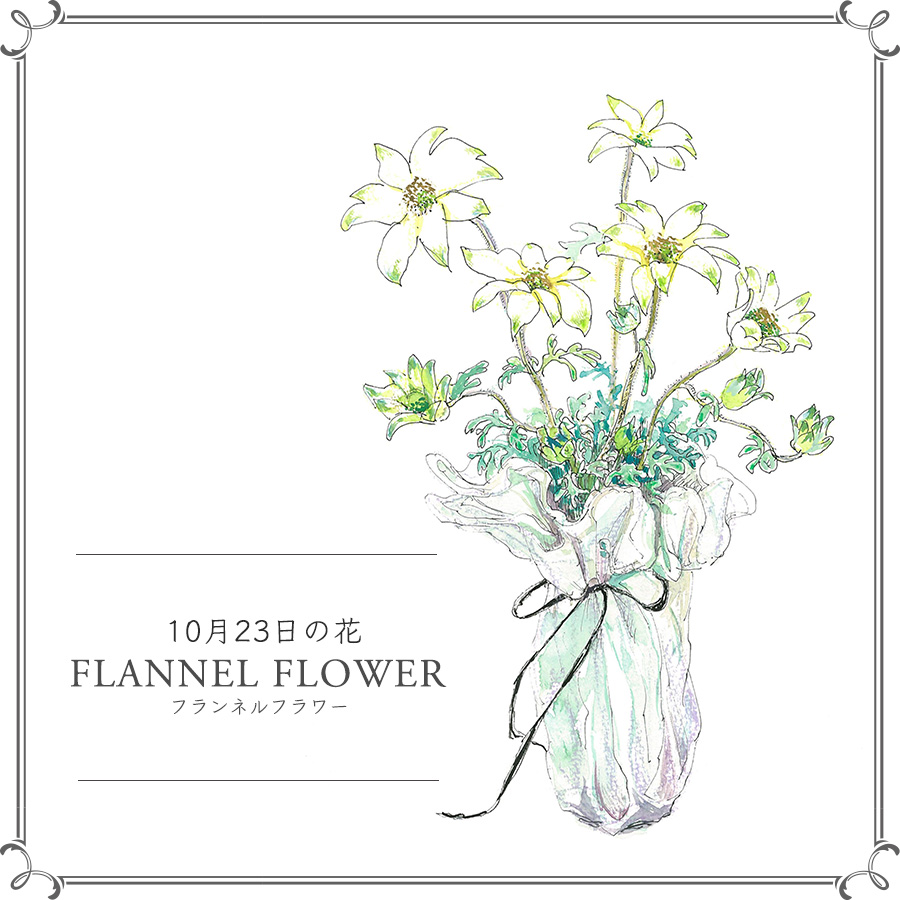 10月23日の花 フランネルフラワー 清楚さが活きるよう優しく布で包んで 今日 花を飾るなら ブルームカレンダー