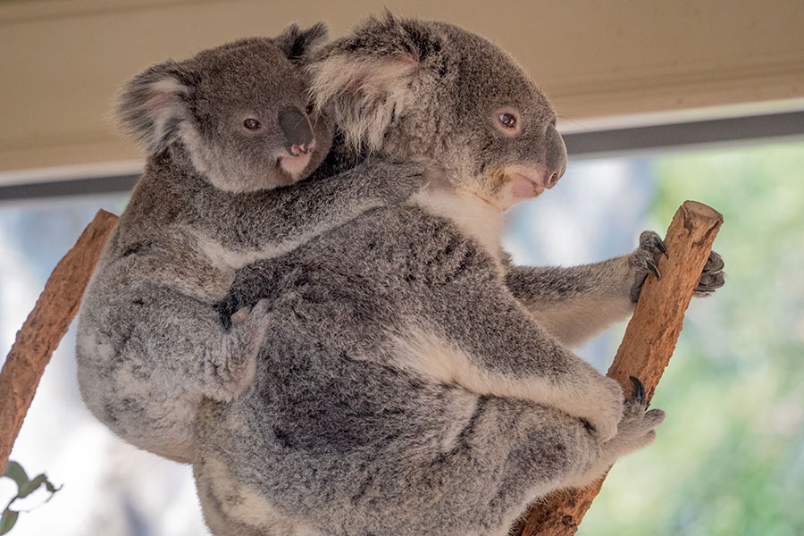 オーストラリアの赤ちゃんコアラ 無料動画配信で癒やしの時間を