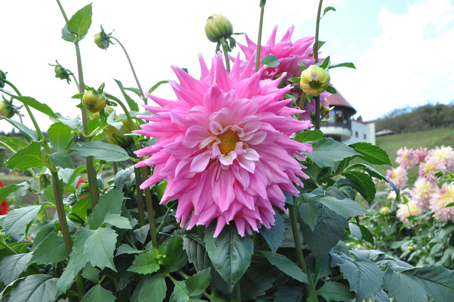 秋田国際ダリア園 日本のみならず世界でも高く評価 美しきダリアの花畑に行ってきた 写真 41枚目