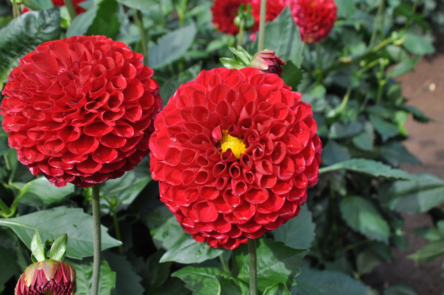 秋田国際ダリア園 日本のみならず世界でも高く評価 美しきダリアの花畑に行ってきた 写真 27枚目