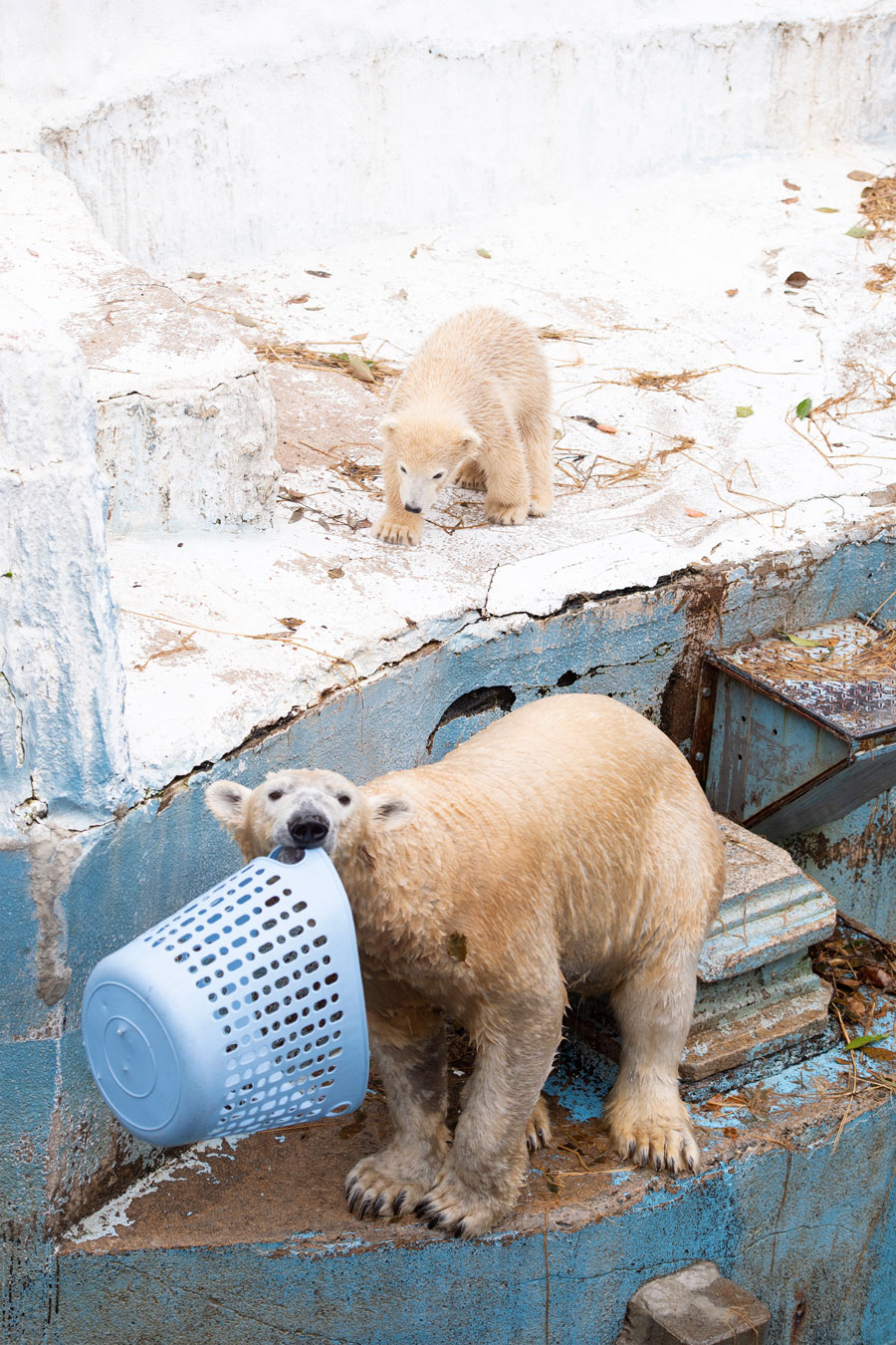 愛らしいホッキョクグマの赤ちゃん 続々誕生 動物園の赤ちゃんたち