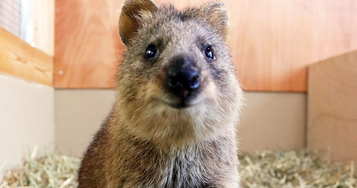 世界一幸せな可愛い動物「クオッカ」 豪から来日で一日も早く会いたい！