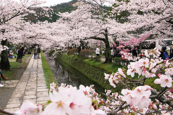 桜のトンネルが続く哲学の道 水面に浮かぶ花びらがまた美しい