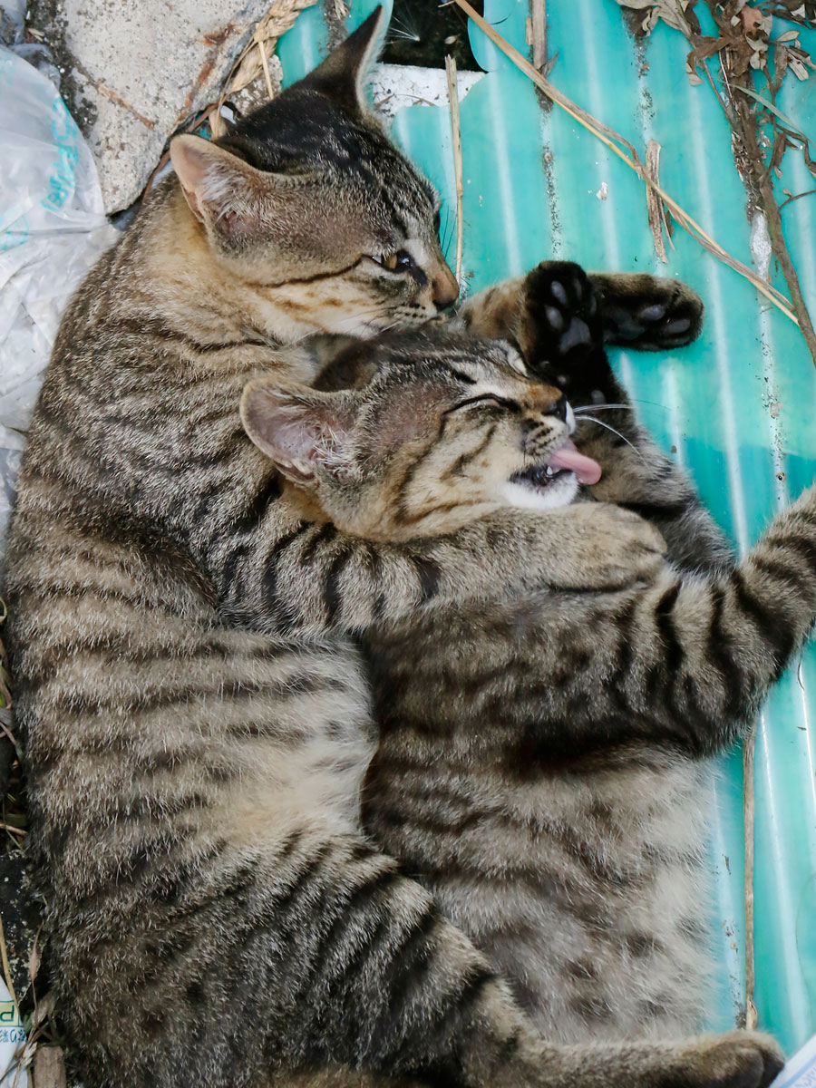 佐々木まことの犬猫脱力写真館 にゃんこプロレス開幕 佐々木まことの犬猫脱力写真館