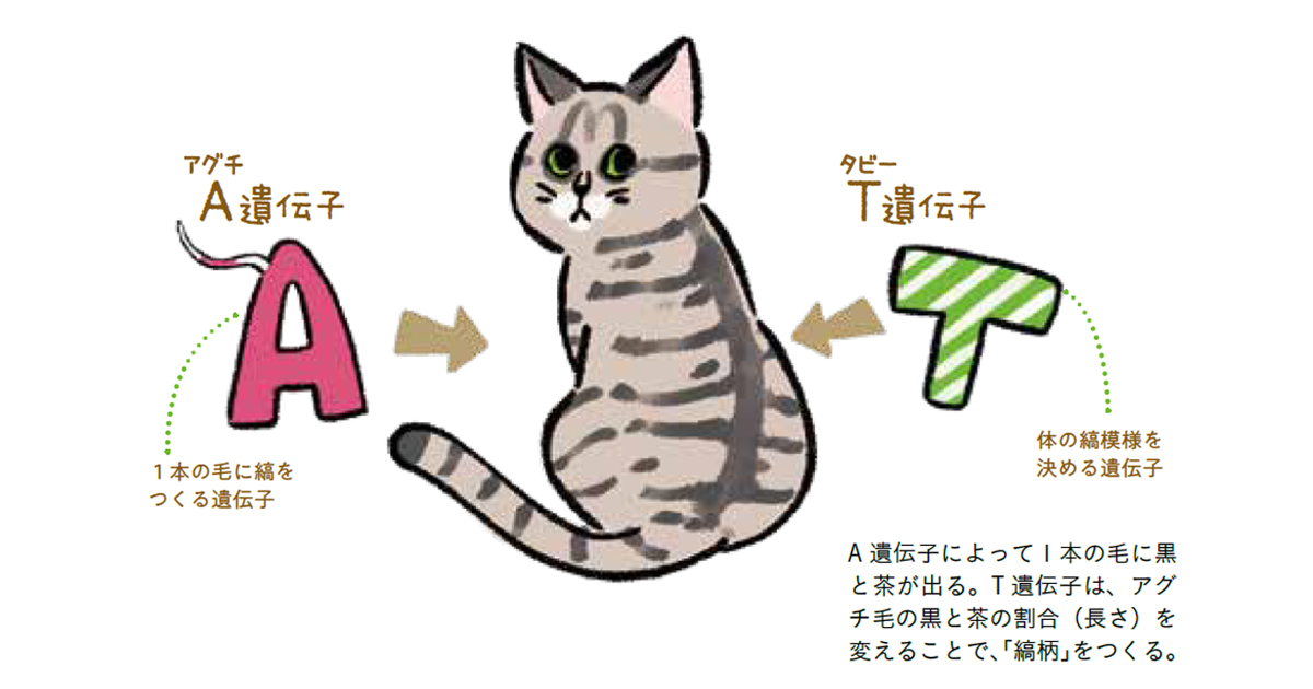 瞑想猫(*≧∀≦*) ヅラ猫 ハート♡柄 瞑想猫(*≧∀≦*) ヅラ猫 ハート