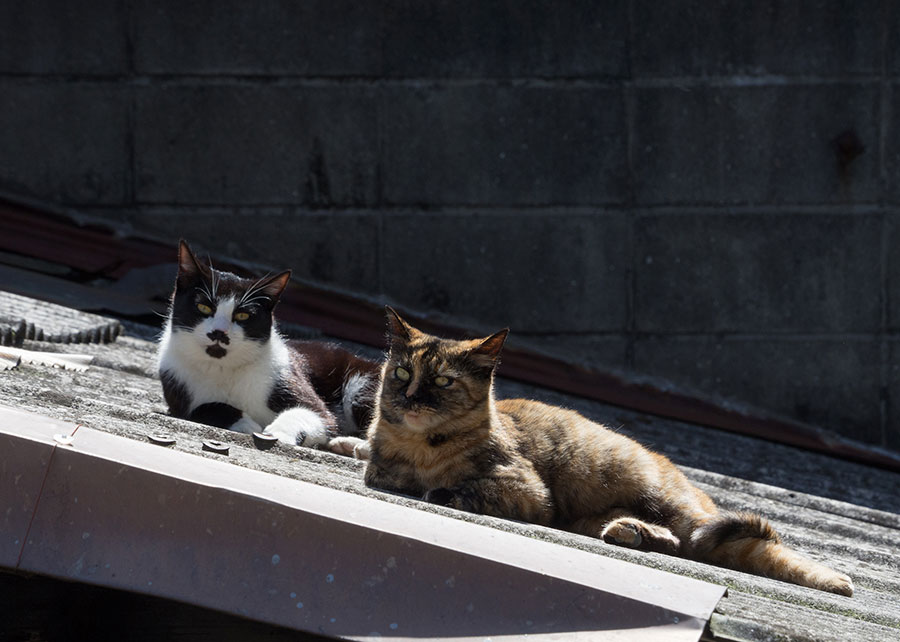 猫を可愛くイキイキと撮るコツは プロカメラマンが教える簡単テク ２ 佐々木まことの犬猫脱力写真館