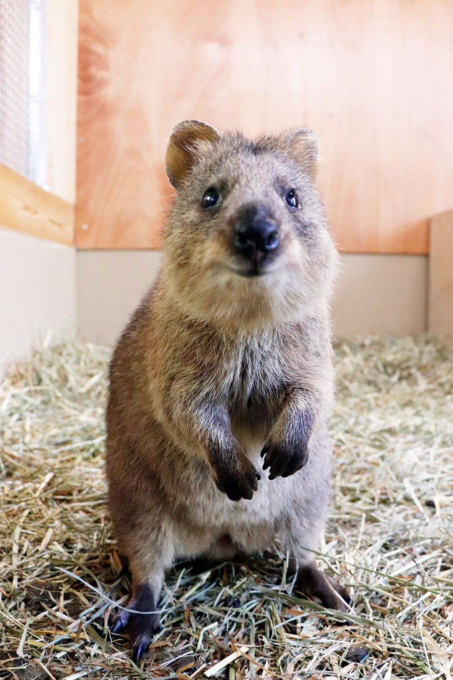 世界一幸せな可愛い動物 クオッカ 豪から来日で一日も早く会いたい 写真 3枚目