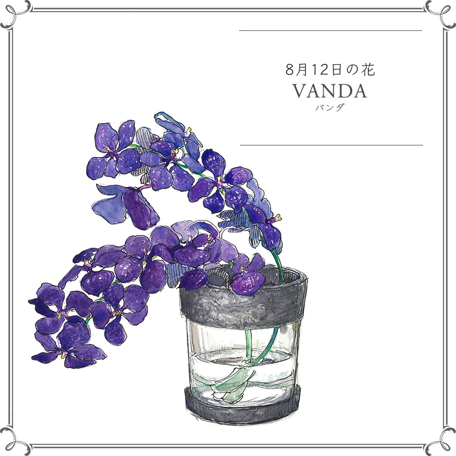 8月12日の花 エレガントなバンダ 別名 翡翠蘭 極上の青で魅了するラン 今日 花を飾るなら ブルームカレンダー