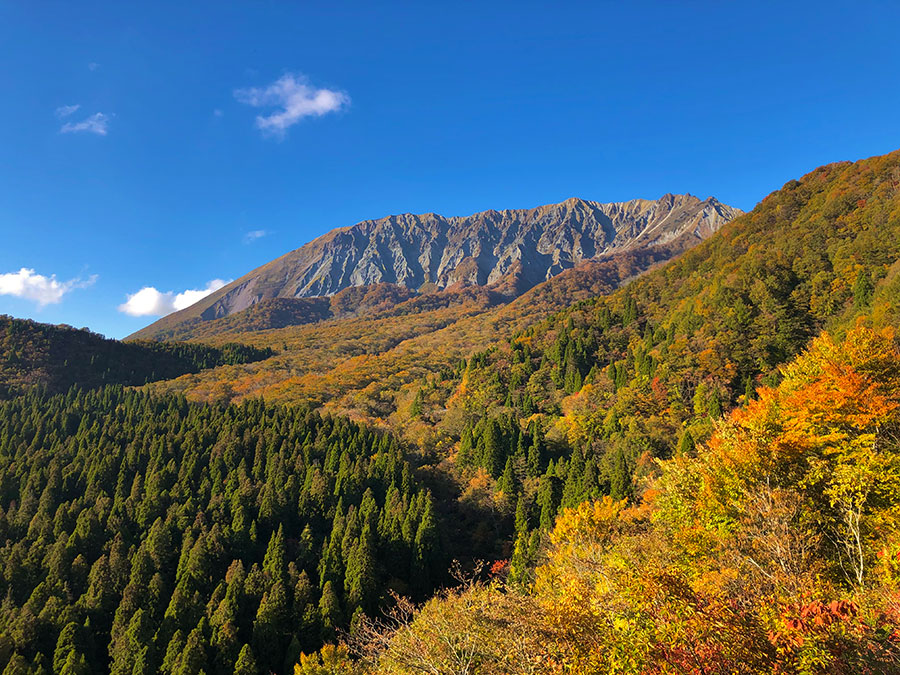 3ページ目 鳥取県 秋の絶景 風物詩5選 砂丘を彩る紫色のらっきょうの花畑 いつか行きたい 日本にしかない風景 再発見